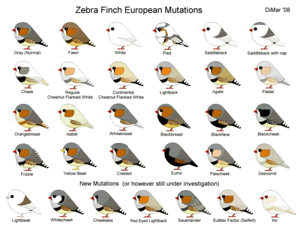 mutazioni europee