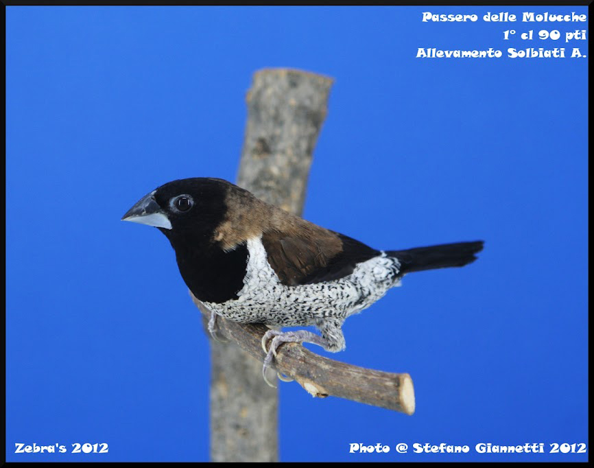 molucche_2012