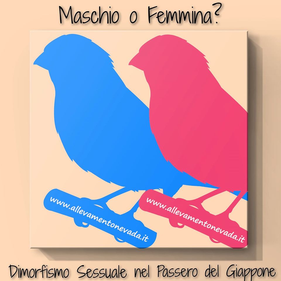 Maschio o Femmina? Sessaggio del Passero del Giappone – Allevamento Nevada